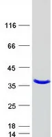 NTAN1 (NM_173474) Human Recombinant Protein - image 1