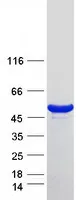 WDR85 (DPH7) (NM_138778) Human Recombinant Protein - image 1