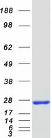 MOBKL2B (MOB3B) (NM_024761) Human Recombinant Protein - image 1