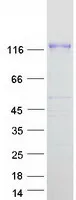 PCDH8 (NM_002590) Human Recombinant Protein - image 1