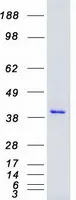 MEK4 (MAP2K4) (NM_003010) Human Recombinant Protein - image 1