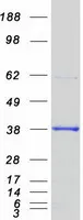 PHYH (NM_006214) Human Recombinant Protein - image 1