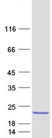 REG1 beta (REG1B) (NM_006507) Human Recombinant Protein - image 1