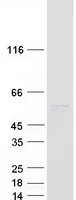 Cyclin A1 (CCNA1) (NM_003914) Human Recombinant Protein - image 1