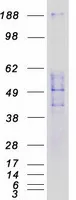 SIGLEC9 (NM_014441) Human Recombinant Protein - image 1