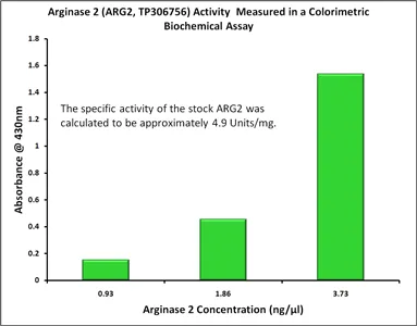 ARG2 (NM_001172) Human Recombinant Protein - image 1