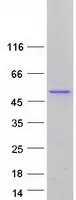 PDP2 (NM_020786) Human Recombinant Protein - image 1