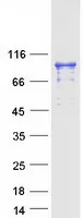 HEF1 (NEDD9) (NM_006403) Human Recombinant Protein - image 1