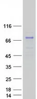 MAPK4 (NM_002747) Human Recombinant Protein - image 1