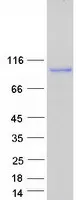 Vesicle docking protein p115 (USO1) (NM_003715) Human Recombinant Protein - image 1