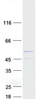 CCNJL (NM_024565) Human Recombinant Protein - image 1