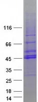 TOB2 (NM_016272) Human Recombinant Protein - image 1