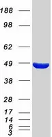 Mannose Phosphate Isomerase (MPI) (NM_002435) Human Recombinant Protein - image 1