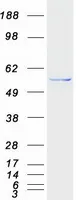 PI 4 Kinase type 2 beta (PI4K2B) (NM_018323) Human Recombinant Protein - image 1