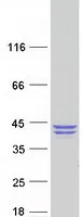 QPCT (NM_012413) Human Recombinant Protein - image 1