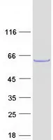 SHOC2 (NM_007373) Human Recombinant Protein - image 1