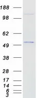 GATA2 (NM_032638) Human Recombinant Protein - image 1