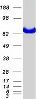 MTMR2 (NM_016156) Human Recombinant Protein - image 1