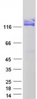 CD13 (ANPEP) (NM_001150) Human Recombinant Protein - image 1