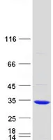 GSTO2 (NM_183239) Human Recombinant Protein - image 1
