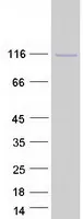 Eph receptor A3 (EPHA3) (NM_005233) Human Recombinant Protein - image 1