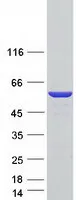 CAVIN1 (NM_012232) Human Recombinant Protein - image 1
