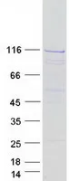 INTS5 (NM_030628) Human Recombinant Protein - image 1