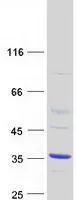 ATPBD4 (DPH6) (NM_080650) Human Recombinant Protein - image 1