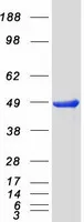 PRKAR2B (NM_002736) Human Recombinant Protein - image 1