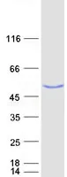 USP3 (NM_006537) Human Recombinant Protein - image 1