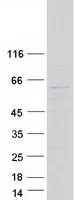 DNA Primase (PRIM2) (NM_000947) Human Recombinant Protein - image 1