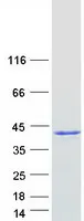 Nucleophosmin (NPM1) (NM_001037738) Human Recombinant Protein - image 1