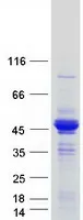 LRPAP1 (NM_002337) Human Recombinant Protein - image 1