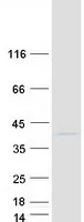 TCEAL2 (NM_080390) Human Recombinant Protein - image 1
