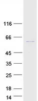 Cyclin A2 (CCNA2) (NM_001237) Human Recombinant Protein - image 1