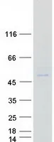 VSIG8 (NM_001013661) Human Recombinant Protein - image 1