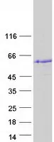 STAC2 (NM_198993) Human Recombinant Protein - image 1