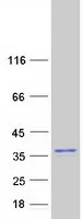 SUMF2 (NM_015411) Human Recombinant Protein - image 1