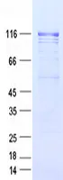 ITIH5 (NM_030569) Human Recombinant Protein - image 1
