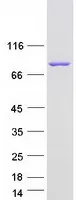 Calpain 12 (CAPN12) (NM_144691) Human Recombinant Protein - image 1
