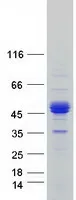 ERMAP (NM_001017922) Human Recombinant Protein - image 1