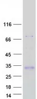 Adiponectin (ADIPOQ) (NM_004797) Human Recombinant Protein - image 1