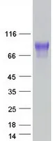 SynCAM (CADM1) (NM_014333) Human Recombinant Protein - image 1