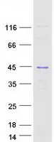 HNRNPC (NM_031314) Human Recombinant Protein - image 1