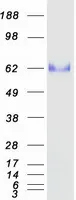 OIT3 (NM_152635) Human Recombinant Protein - image 1