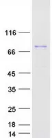 DCAMKL1 (DCLK1) (NM_004734) Human Recombinant Protein - image 1