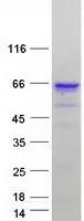 ZNF207 (NM_001098507) Human Recombinant Protein - image 1