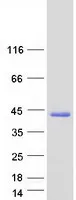 CCDC69 (NM_015621) Human Recombinant Protein - image 1