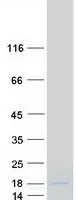H2BC4 (NM_003526) Human Recombinant Protein - image 1