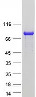 REPS2 (NM_001080975) Human Recombinant Protein - image 1